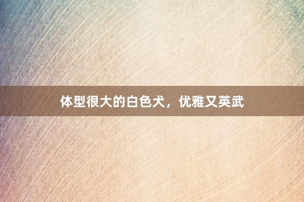 体型很大的白色犬，优雅又英武